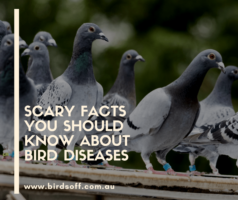 scary-fact-about-birds.png